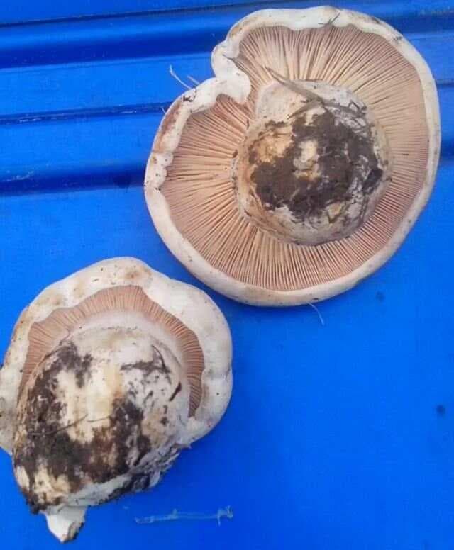 口蘑的种类及人工栽培概况