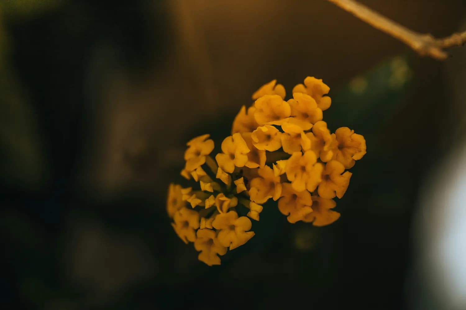 大连人最爱的虾酱搭配食材推荐