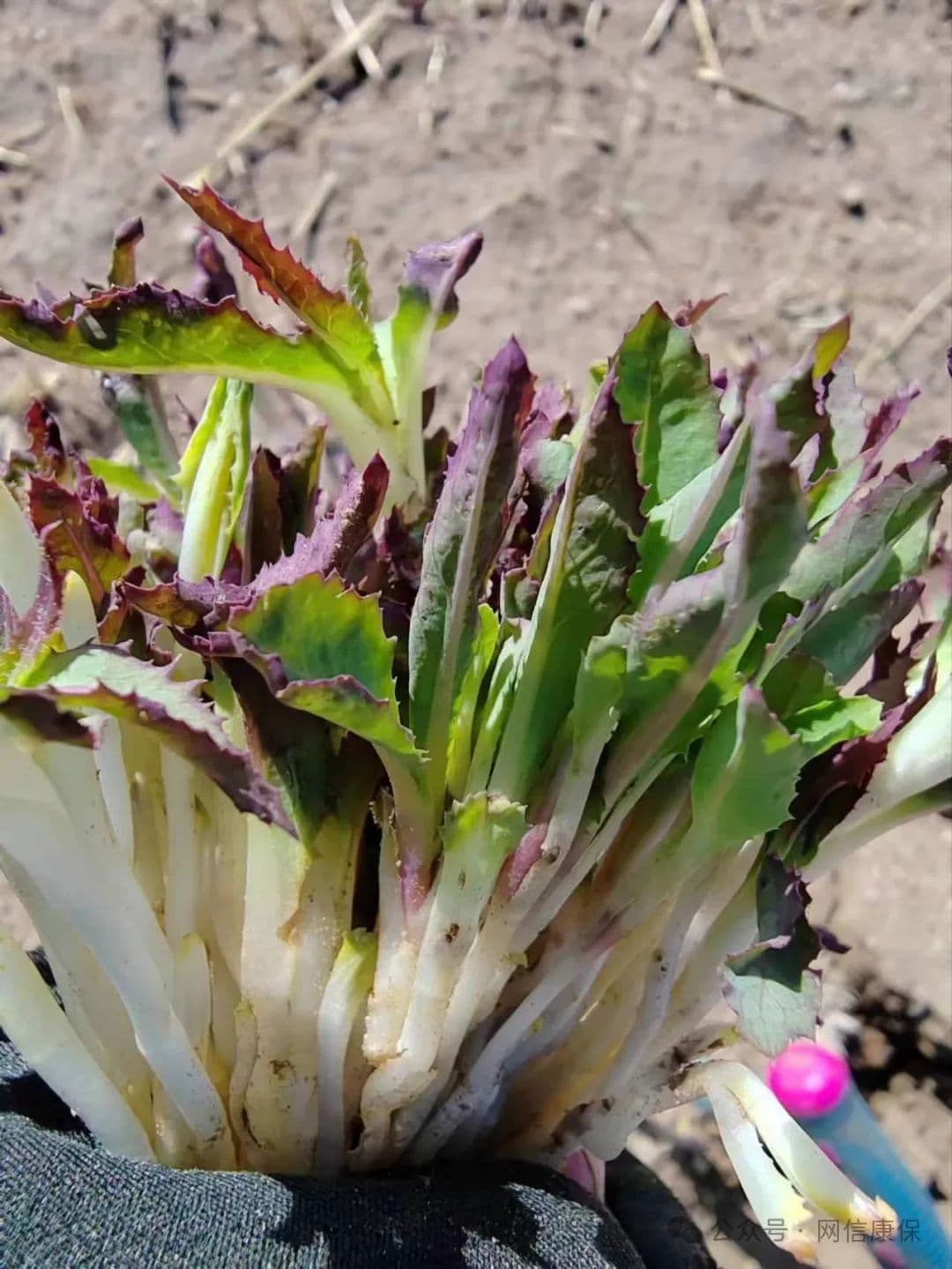 康保：街头又见苦菜卖