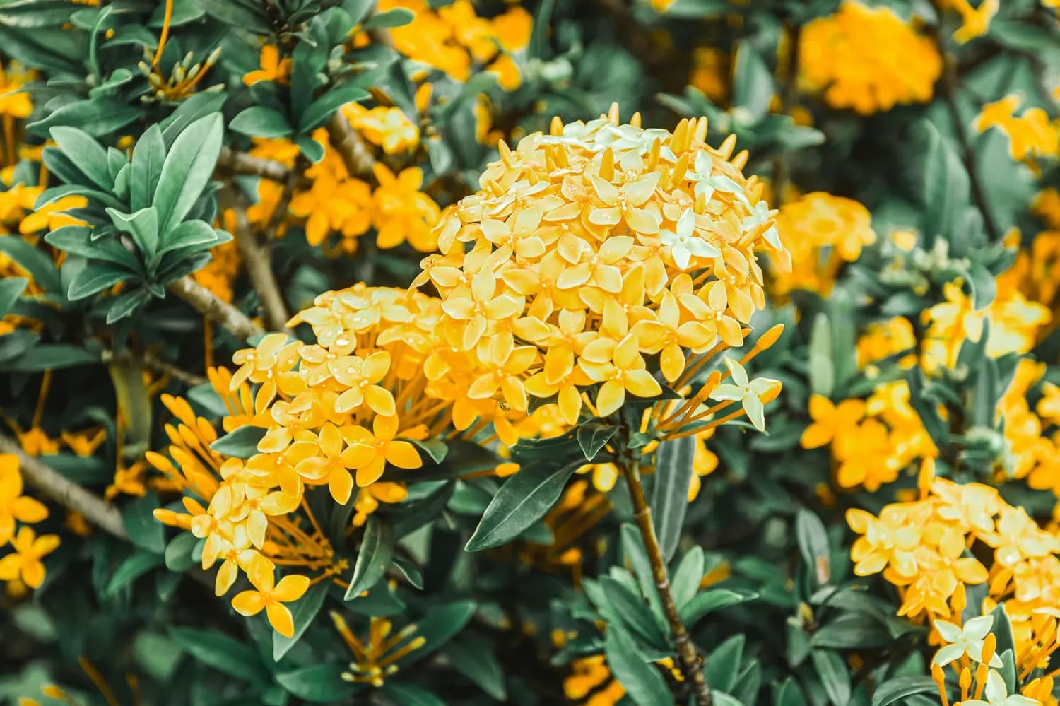 桂花泡水，萎缩性胃炎患者的福音