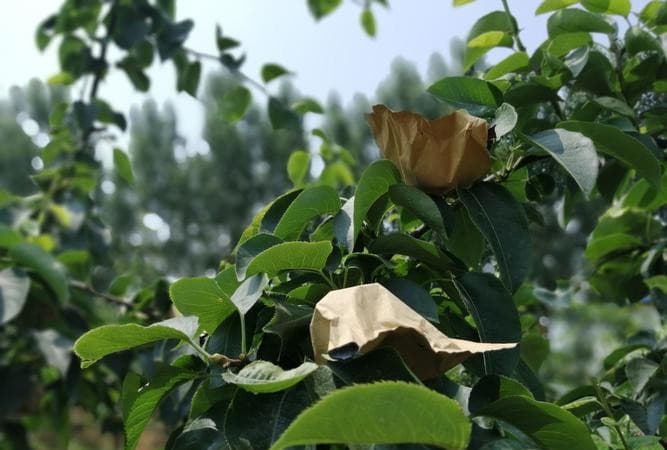 梦见梨树：丰收、美好与生命的延续