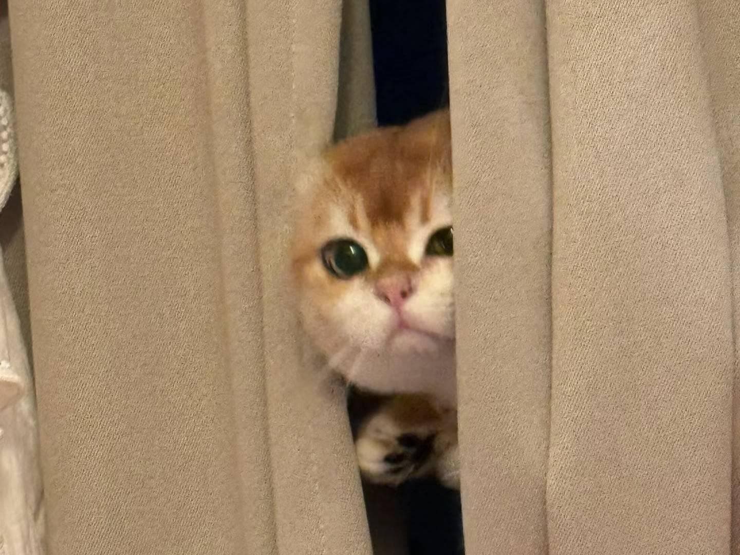 揭秘猫咪行为：为什么它们偏爱狭窄黑暗的角落？