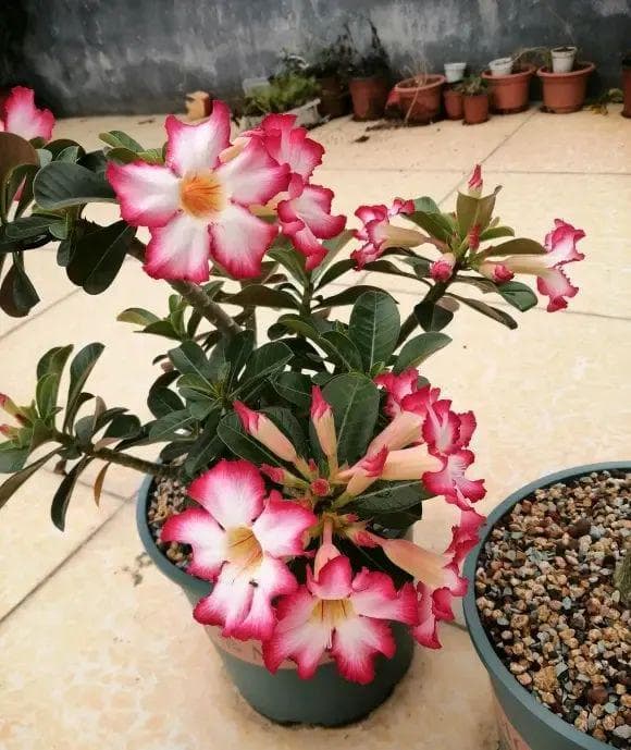 耐旱易养，三种植物让阳台四季常绿