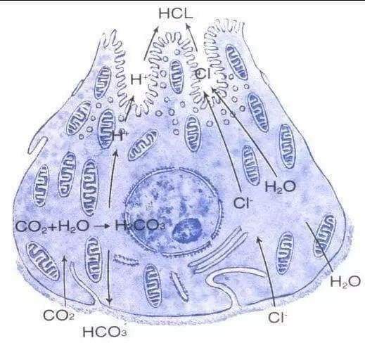 奥美拉唑服药误区揭晓！最新科学告诉你正确服用方法