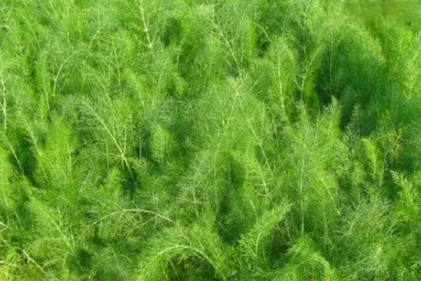 茴香几天能发芽？种植方法与生长周期全解析