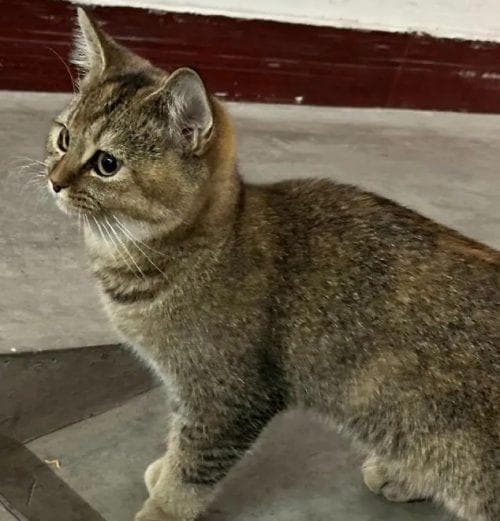探秘雀猫：南方分布广泛的中华田园猫品种