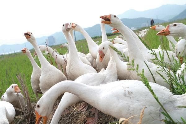 象山白鹅：三维度创新推动全产业链增长