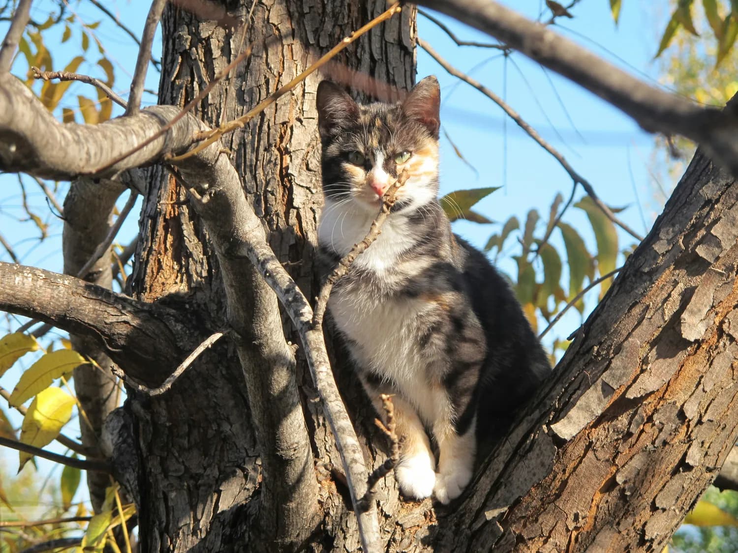 澳洲野猫泛滥成灾，鸟类生存告急！