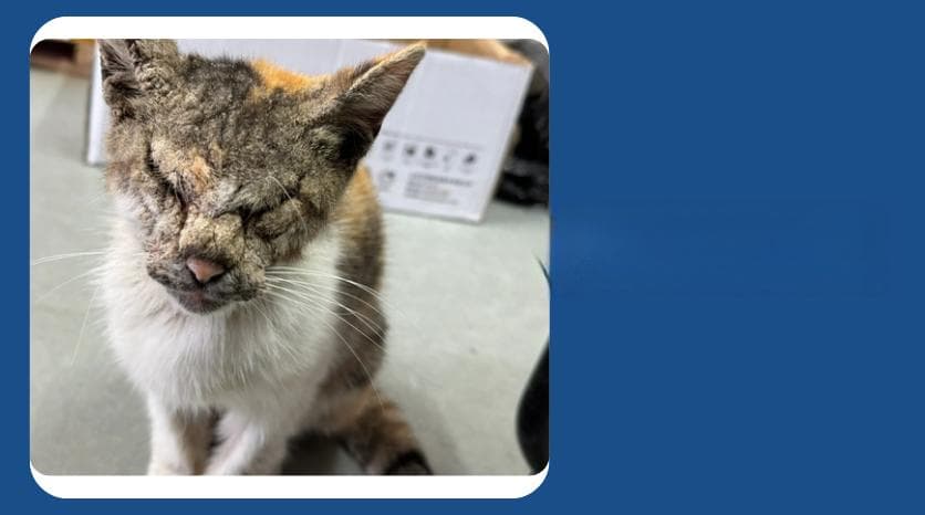 猫咪皮肤病掉毛怎么办？这份实用指南请收好