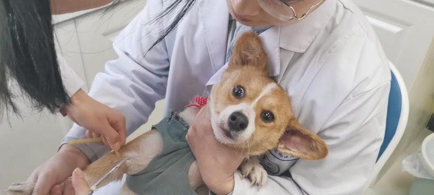 狗狗打疫苗需要空腹吗？一文详解不同类型疫苗接种要求