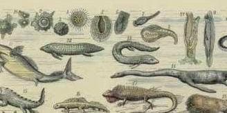生物进化论：物种起源与演化的科学解释