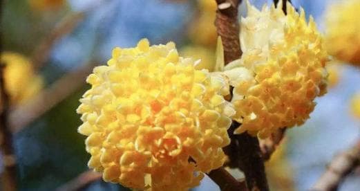 结香花花语的含义及传承（传统文化中的花语之美）