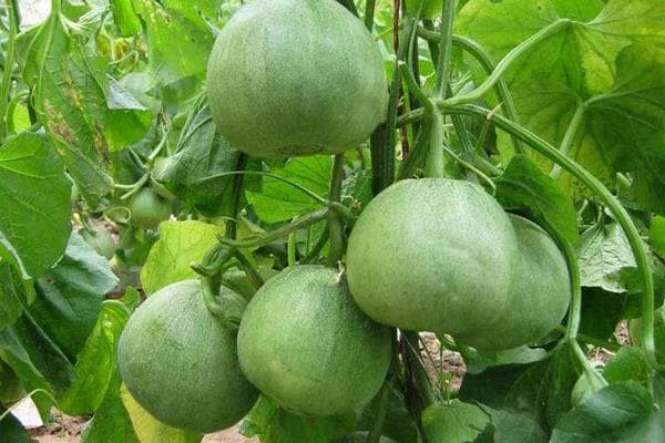 绿宝甜瓜种植技术与管理方法！成熟时间？田间管理！采收判断方法！