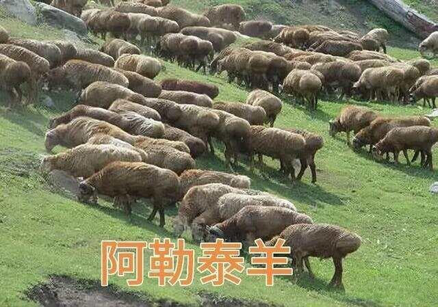 43种中国饲养的绵羊品种