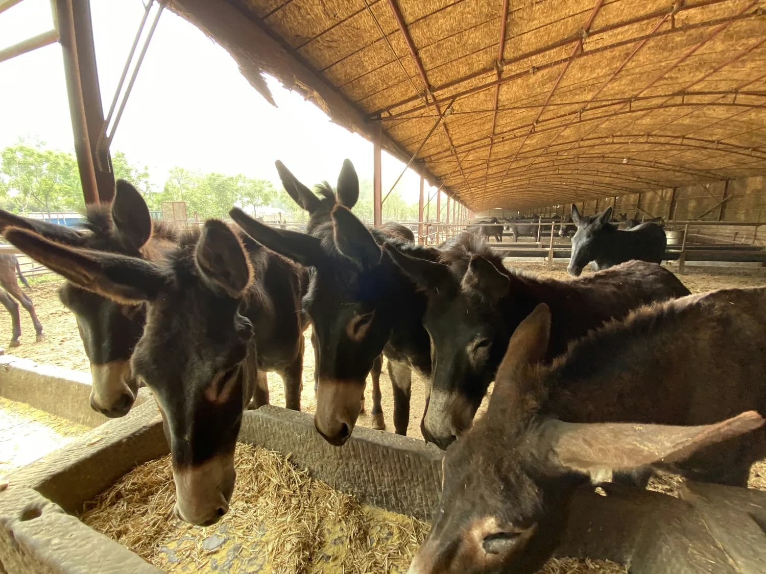 曹老五驴肉老店：保定美食界的传奇