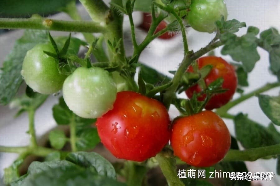 小西红柿怎么种植（种番茄的方法步骤）