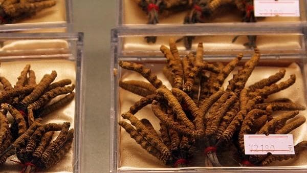 冬虫夏草和什么一起泡水喝 冬虫夏草正确服用法