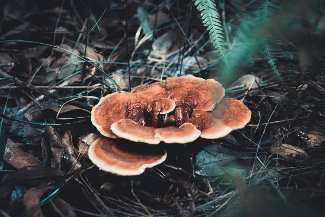 灵芝食用指南：四种方法+每日用量建议