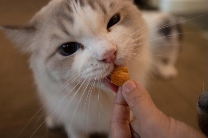 3-5个月大的猫可以吃主食冻干吗？年度爆款主食冻干推荐