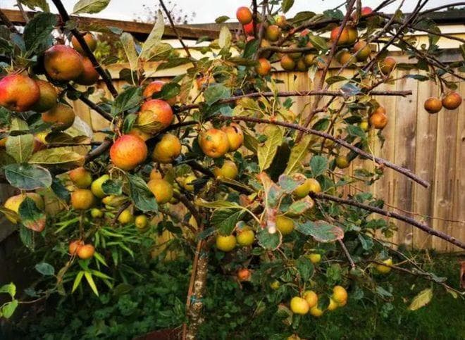 果树种植指南：如何选择适合的品种和环境？