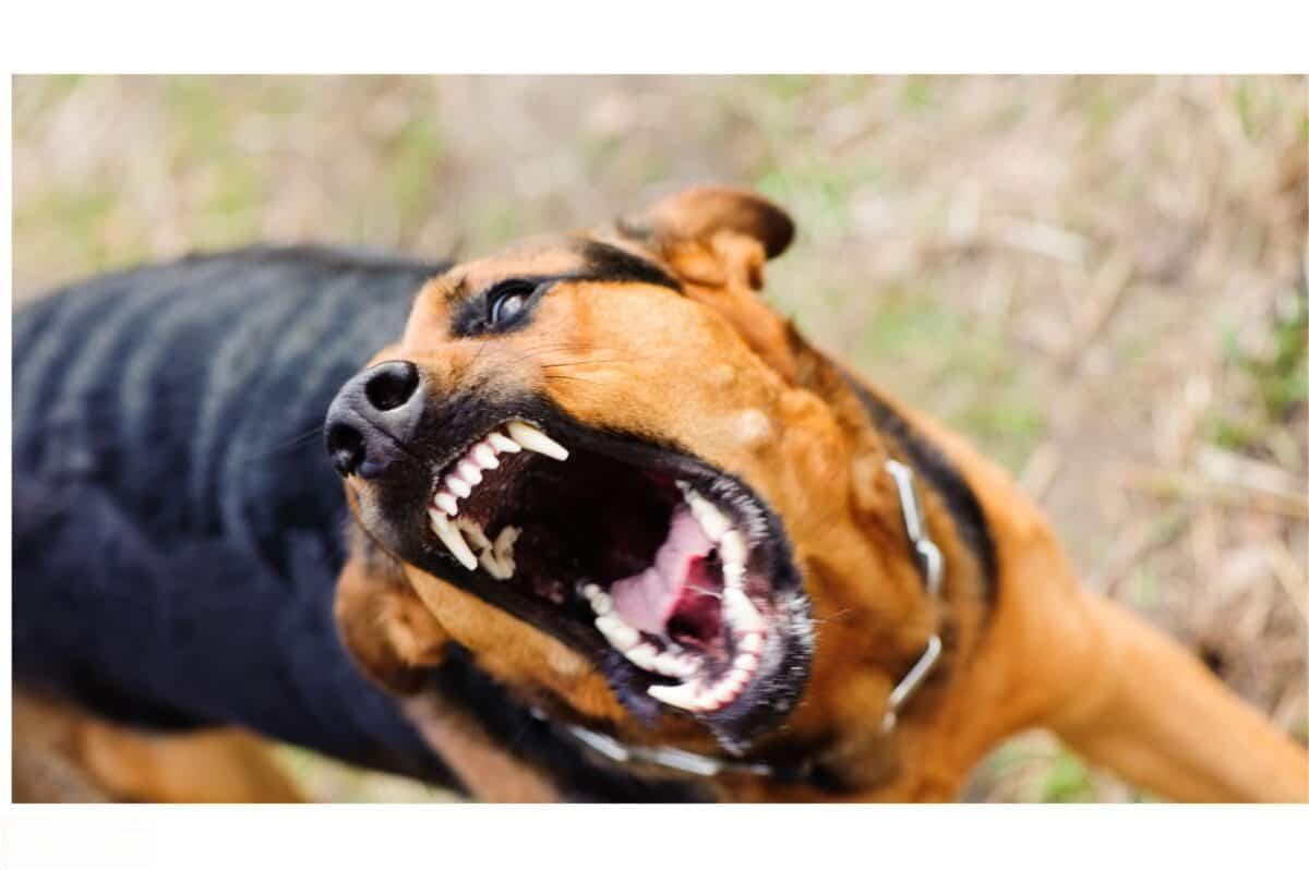 关于狗狂犬病，每个狗主人都应该知道的 10 件事