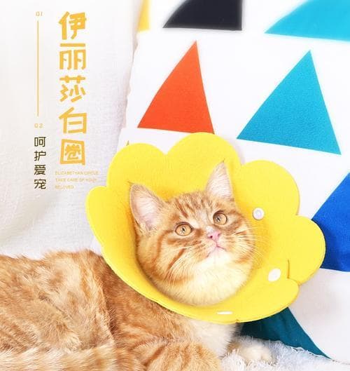 小猫套伊丽莎白圈，怎样保护宠物（了解伊丽莎白圈的作用和使用方法）