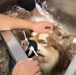 潘宏到底是虐狗还是训狗？