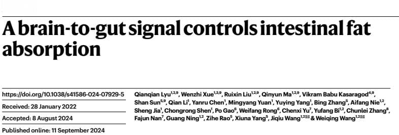 最新Nature研究：葛根素可调节DMV神经元活性，减少脂肪吸收实现减肥
