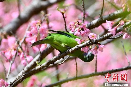 “烟花三月”到底是几月？“烟花”又是什么花？