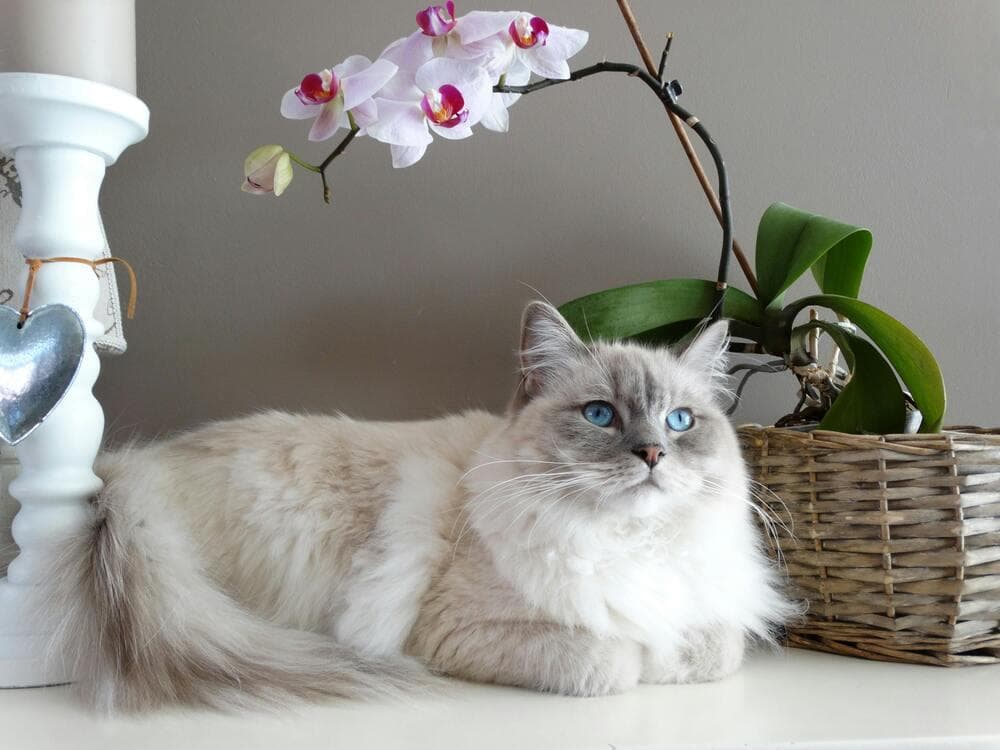 猫咪狗狗示爱方式大不同！这些小动作都是它们在向你"告白"