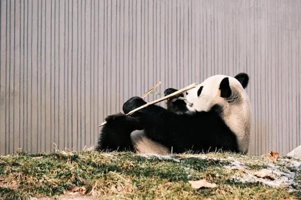 熬夜吃什么能补回精神？