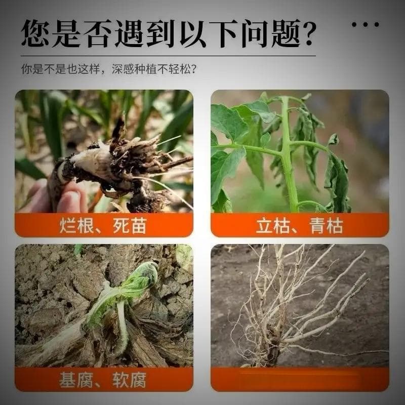 微生物：盐碱地改良的“土壤医生”