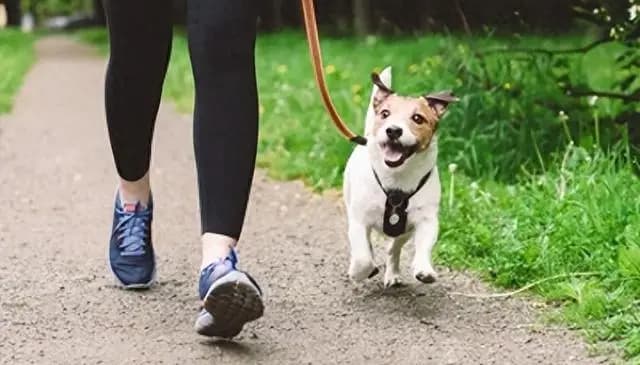 狗狗散步：让爱犬快乐的关键在于细节