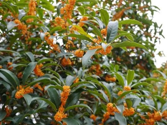 满城飘香的桂花，还有这么多妙用→