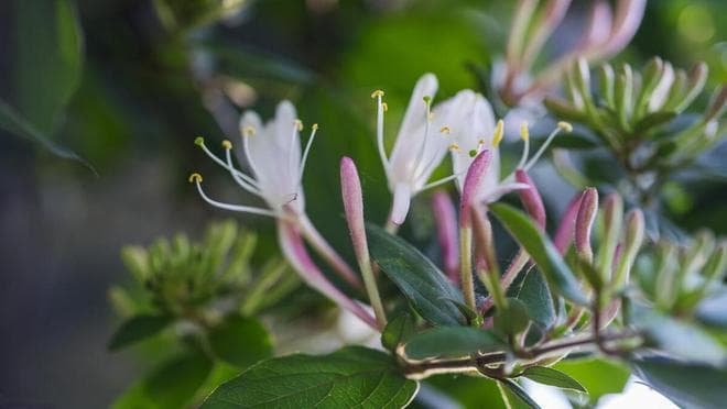 金银花养殖方法：从光照到病虫害防治的全方位指南