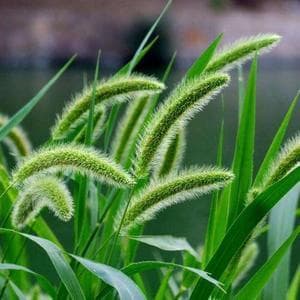 狗尾巴草的功效与作用