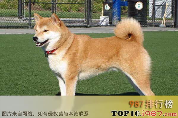 世界十大最贵的狗