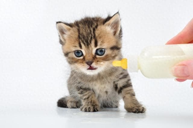 猫咪的喂食技巧：掌握正确的喂养方法