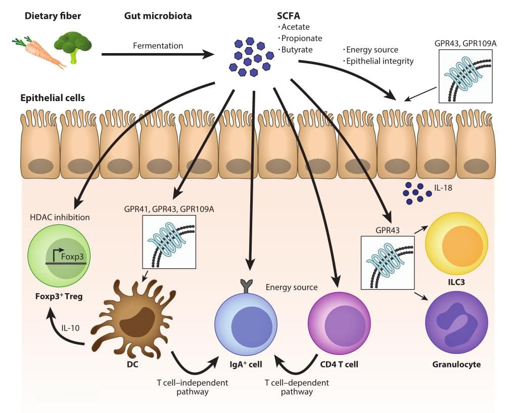 Annu Rev Immunol 最新综述：肠菌代谢物—免疫系统的神秘守护者