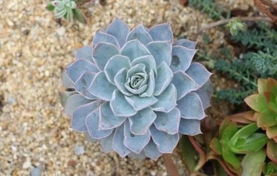 蓝石莲怎么养更易开花？