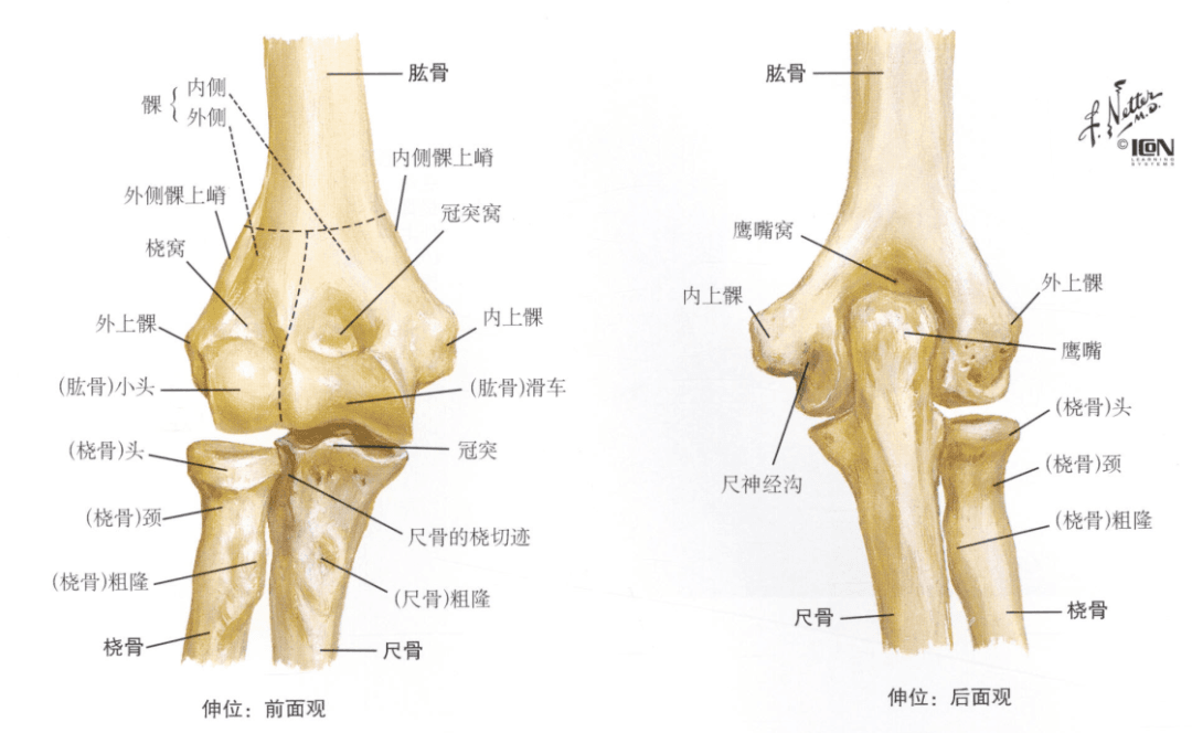 肘关节解剖（肘关节应用解剖与生物力学）