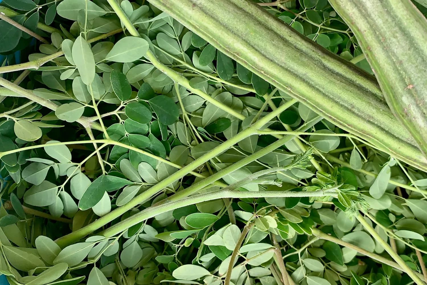 双十一黄芪选购攻略：南北黄芪大比拼
