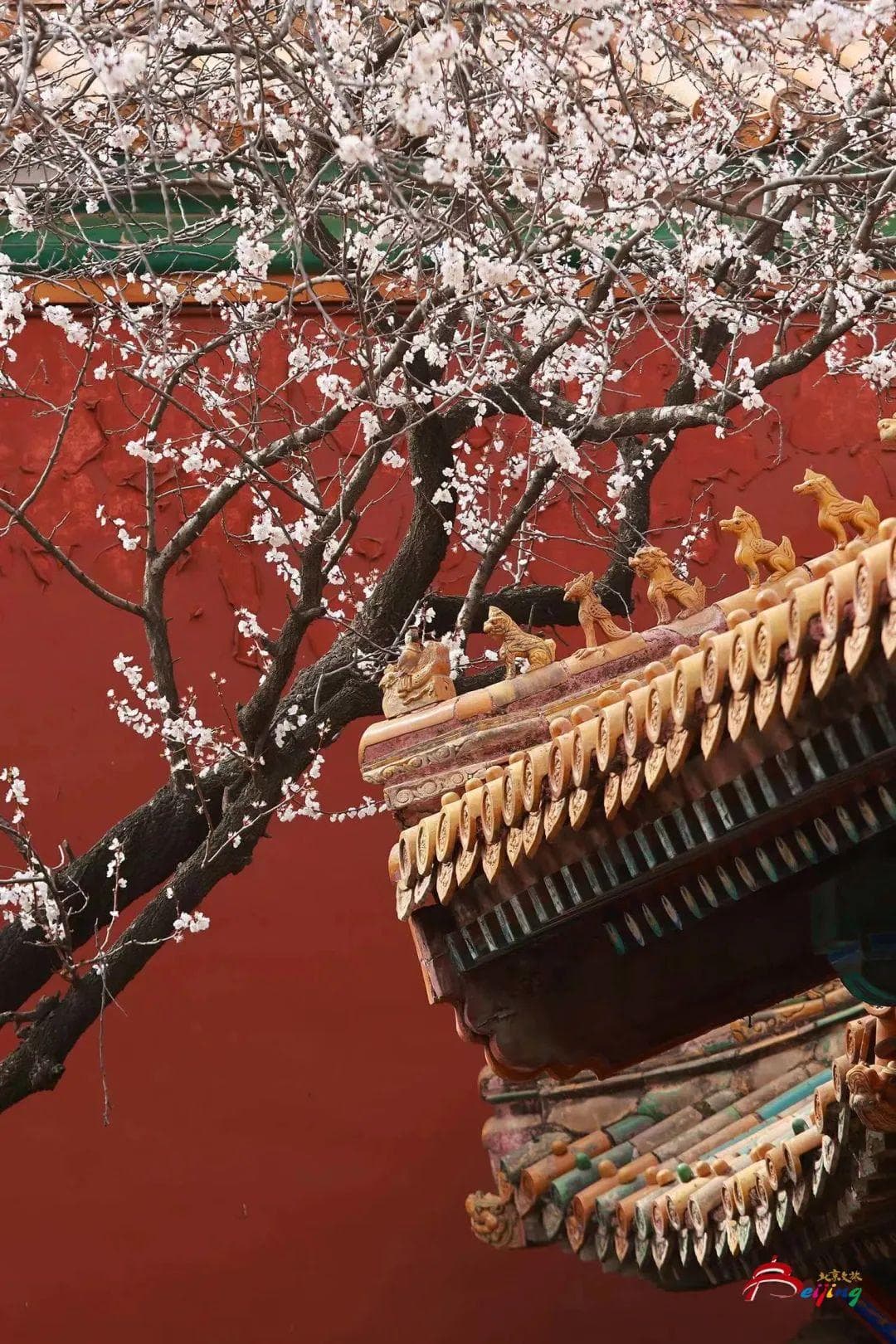 故宫博物院赏花攻略