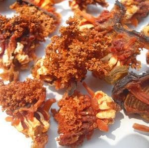 海参花的功效与作用