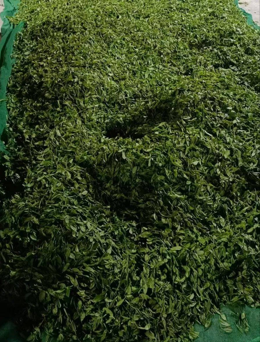 桐木(妃子笑红茶)的制作技艺详解