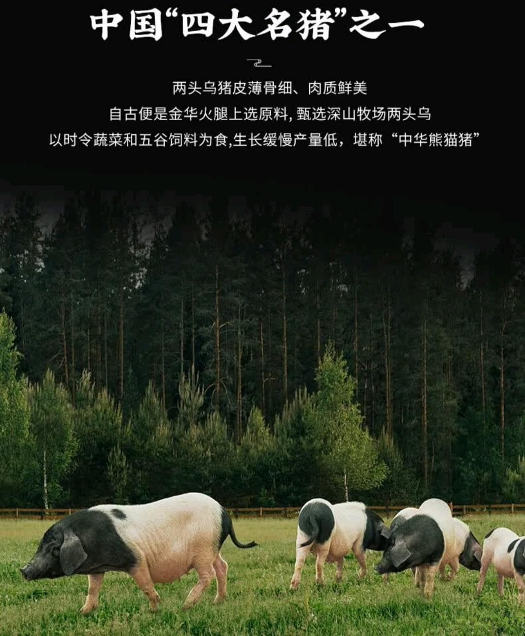 一头好猪：金华两头乌猪