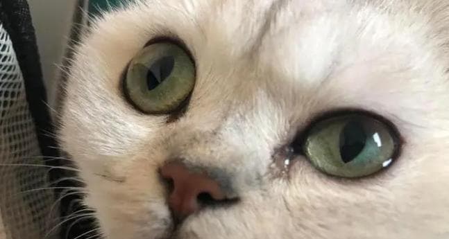 猫咪皮下囊肿症状详解：从成因到治疗的全面指南
