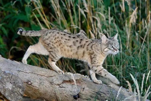从 DNA 层面来说，原来家猫和野猫还真不一样