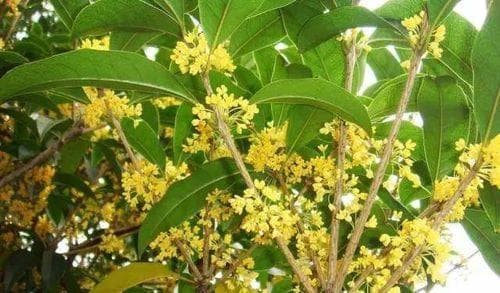 如何选择适合桂花树生长的土壤