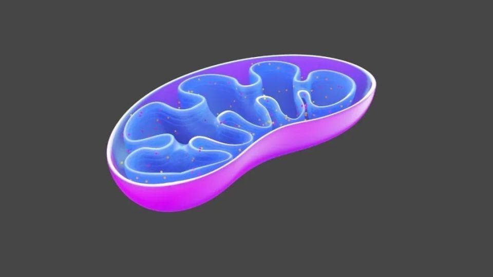 积极情绪与线粒体：改善脑健康的新科学发现
